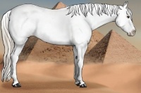 Horse Color:Chocolate Palomino Mushroom Sabino Varnish