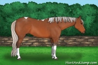 Horse Color:Silver Bay Tobiano