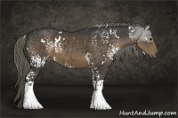 Horse Color:White Spotted Liver Chestnut Rabicano