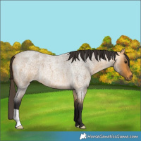 Horse Color:Buckskin Roan 