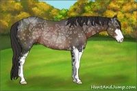Horse Color:Liver Chestnut Ice Sabino Rabicano