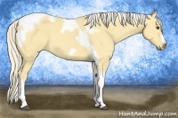 Horse Color:Palomino Dun Tobiano Frame