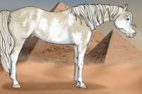 Horse Color:White Spotted Chocolate Palomino Roan Splash