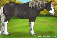 Horse Color:Liver Chestnut Splash Rabicano 