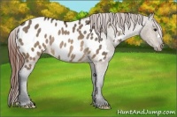 Horse Color:Brown Dun Frame Appaloosa Rabicano