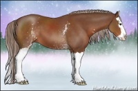 Horse Color:White Spotted Chestnut Splash 