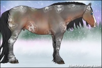 Horse Color:Brown Ice Sabino Splash