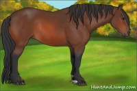 Horse Color:Bay Rabicano 