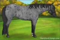 Horse Color:Blue Roan 
