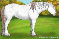 Horse Color:Chestnut Sabino Appaloosa Rabicano 