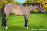 Horse Color:Buckskin Roan
