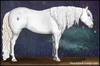 Horse Color:Perlino Sabino Appaloosa