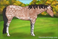 Horse Color:Bay Ice Rabicano 