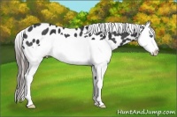Horse Color:Black Splash Appaloosa Rabicano