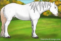 Horse Color:Buckskin Splash Appaloosa 