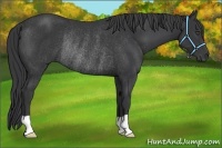 Horse Color:Black Frame Rabicano
