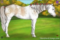 Horse Color:White Spotted Silver Bay Roan Dun Splash 