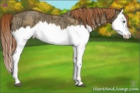Horse Color:Red Dun Ice Roan Splash Rabicano 