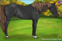 Horse Color:Liver Chestnut Rabicano 