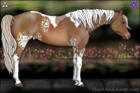 Horse Color:White Spotted Silver Bay Tobiano 