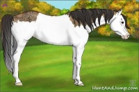 Horse Color:Bay Ice Dun Splash Rabicano