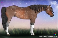 Horse Color:Bay Rabicano 