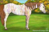 Horse Color:Chestnut Ice Rabicano 