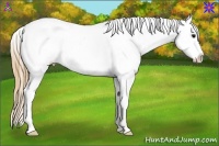 Horse Color:Brown Splash Appaloosa 