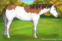 Horse Color:Bay Roan Splash