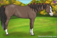 Horse Color:Buckskin Roan Splash 