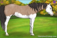 Horse Color:Buckskin Roan Splash 