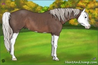 Horse Color:Silver Black Splash