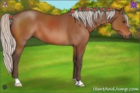 Horse Color:Silver Bay 