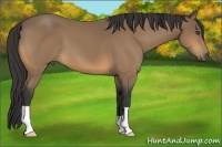 Horse Color:Buckskin 