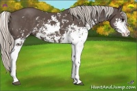 Horse Color:Silver Black Sabino 