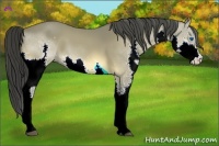 Horse Color:Buckskin Splash 