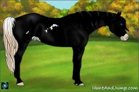 Horse Color:Chestnut Splash Appaloosa