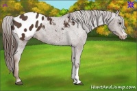 Horse Color:Liver Chestnut Appaloosa 