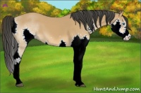 Horse Color:Bay Splash 