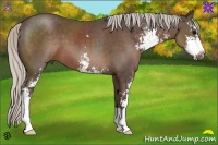 Horse Color:Silver Black Sabino 