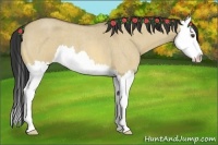 Horse Color:Buckskin Roan Dun Splash 