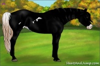 Horse Color:Chestnut Splash Appaloosa 