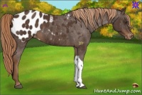 Horse Color:Liver Chestnut Appaloosa 