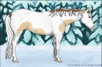 Horse Color:Silver Buckskin Splash Tobiano 