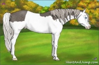 Horse Color:Silver Black Splash