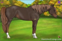 Horse Color:Liver Chestnut 