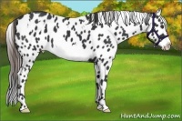 Horse Color:White Spotted Black Frame Appaloosa