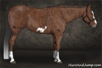 Horse Color:Bay Splash Frame Brindle