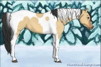 Horse Color:Bay Dun Tobiano 