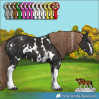 Horse Color:White Spotted Liver Chestnut 
